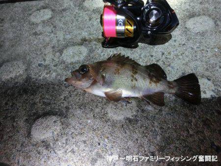 ジグヘッドがいくらあっても足りない