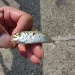 林崎漁港に豆アジが来たーっ‼