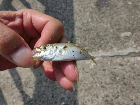 林崎漁港に豆アジが来たーっ‼