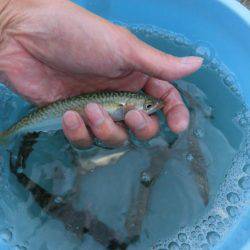 ライトワインドで小サバの乱舞