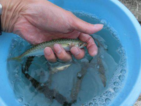 ライトワインドで小サバの乱舞