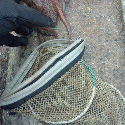 タコやっと釣れた