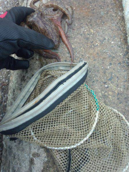 タコやっと釣れた