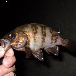 メバル好調キープ