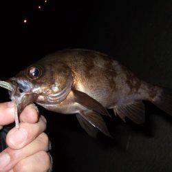 今日も短時間メバリング