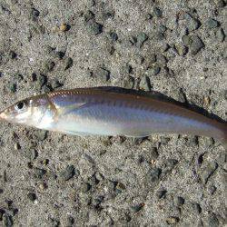 キスも釣れました。