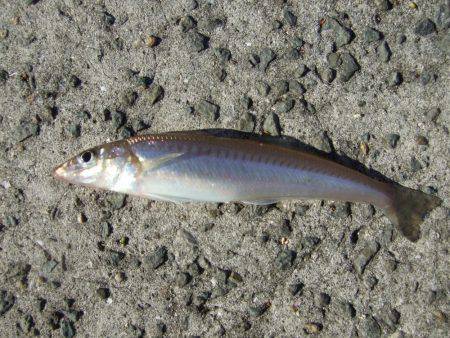 キスも釣れました。