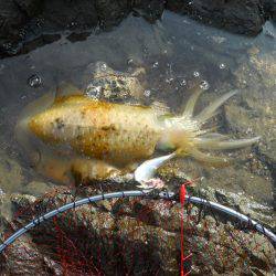 梅雨晴れ、磯でアオリイカのヤエン釣り