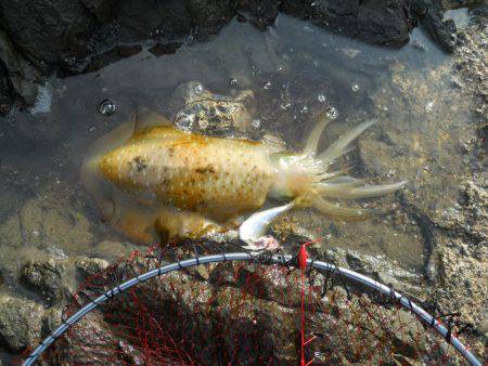 梅雨晴れ、磯でアオリイカのヤエン釣り