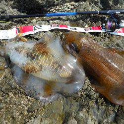 釣り日和、磯でアオリイカのヤエン釣り