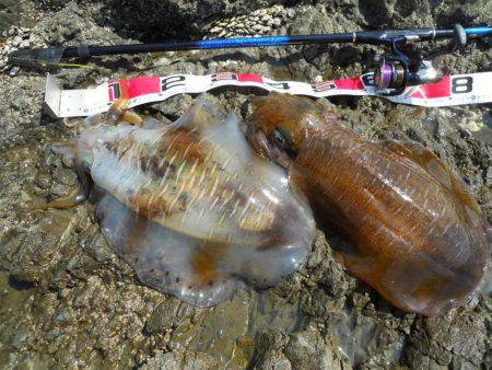 釣り日和、磯でアオリイカのヤエン釣り