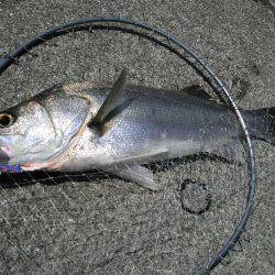 雑賀崎一文字でルアーフィッシング