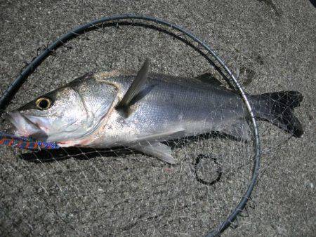 雑賀崎一文字でルアーフィッシング