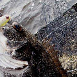 甲子園浜　デイゲーム　シーバス×チヌ