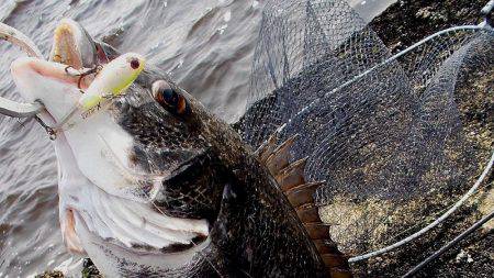 甲子園浜　デイゲーム　シーバス×チヌ