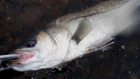 甲子園浜　デイゲーム　シーバス×キビレ