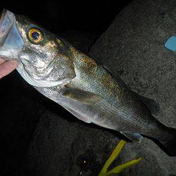 調子出てきました