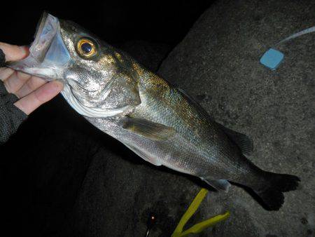 調子出てきました