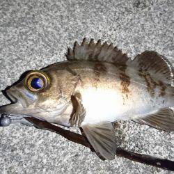 初めてのポイント