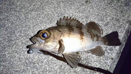 初めてのポイント