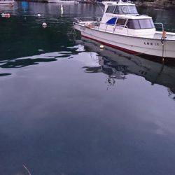 高級魚2種GETならず