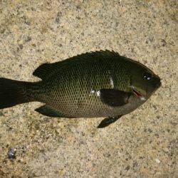 ガシラ&アコウ&グレ