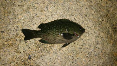 ガシラ&アコウ&グレ