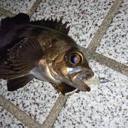 仕事が早く終わったので、ついつい。