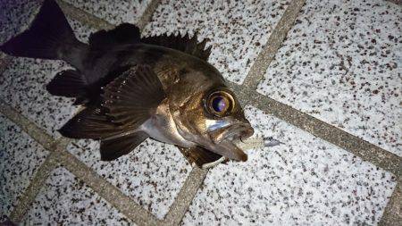 仕事が早く終わったので、ついつい。