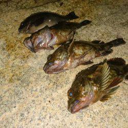 ガシラ&グレ虐待