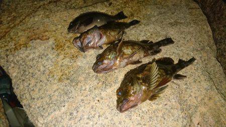 ガシラ&グレ虐待