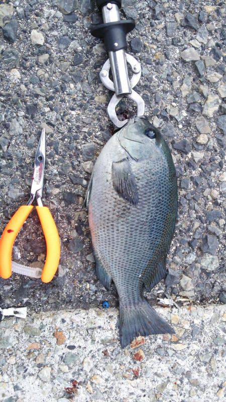 根魚パラダイス！