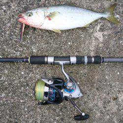 ツバス,シーバス入れ食い