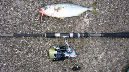 ツバス,シーバス入れ食い