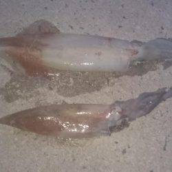 今シーズン初！