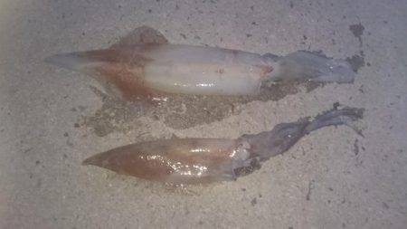 今シーズン初！