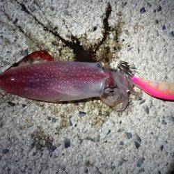 仕事終わりケンサキエギング