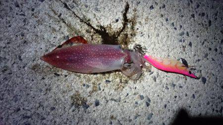 仕事終わりケンサキエギング