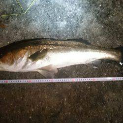 今月アジングデビューした初心者です アジと思わぬ外道です