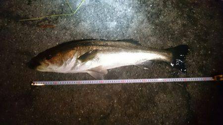 今月アジングデビューした初心者です アジと思わぬ外道です