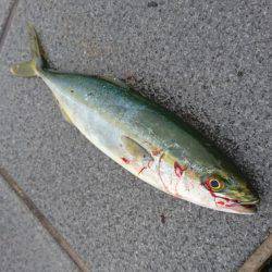 タチウオ6本とツバス1匹