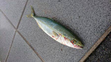 タチウオ6本とツバス1匹