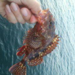 サバは回遊あるか!?