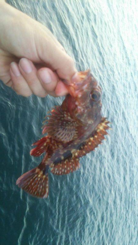 サバは回遊あるか!?