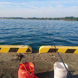 イワシの刺身が食べたくて