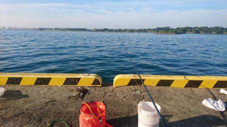 イワシの刺身が食べたくて
