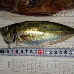 ガシラとオマケ