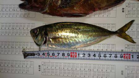 ガシラとオマケ