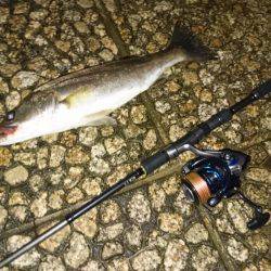 ナイトシーバス