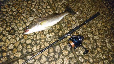 ナイトシーバス